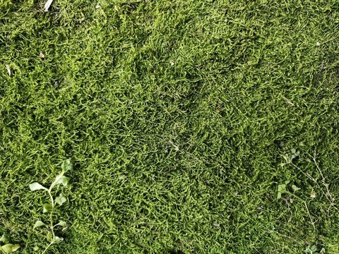 綠植墻