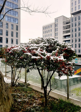 落滿白雪結(jié)滿紅果的小樹