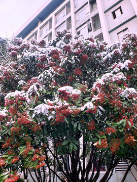 雪后開滿紅花的樹