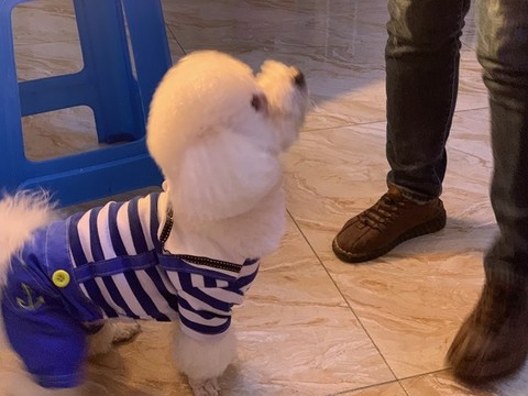 寵物犬