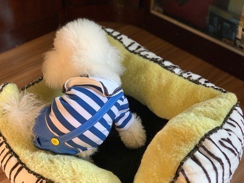 寵物犬