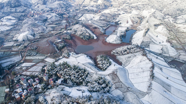 茶園雪景