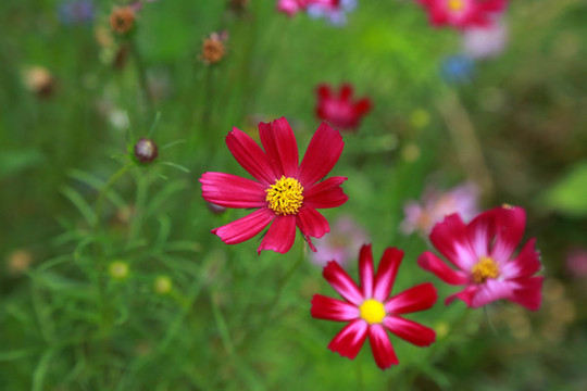 菊花
