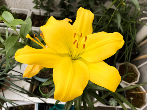黃百合花