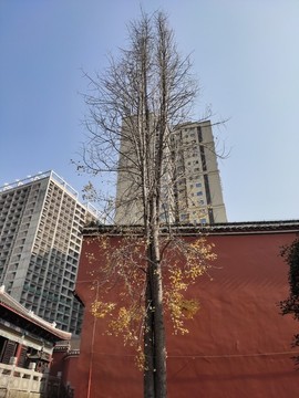 銀杏