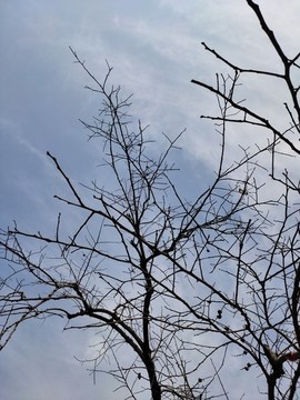 仰拍樹桿