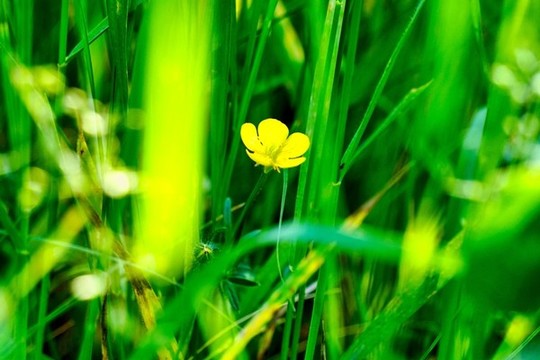 黃色野花