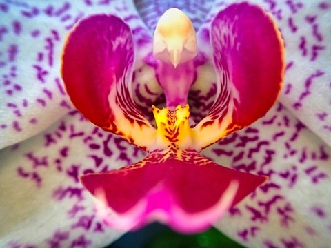 花蕊花瓣特寫