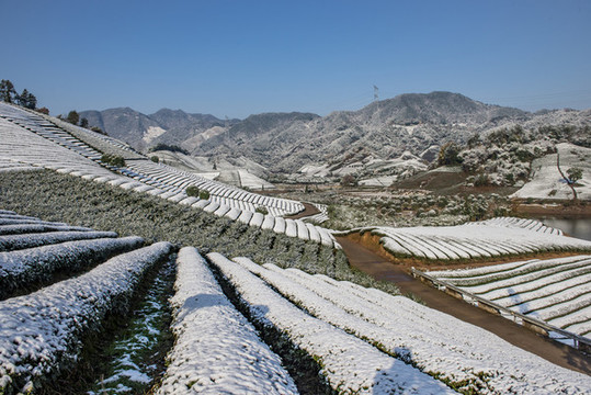 茶園雪景