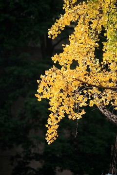 銀杏樹枝葉