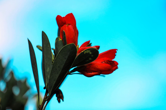 茶花