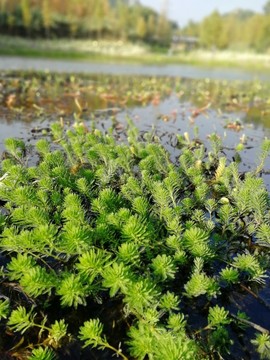 水草