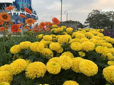 越南萬壽菊