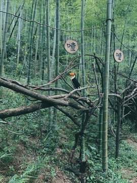 湖州風(fēng)景長頸鹿莊園