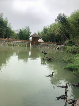 湖州風(fēng)景長頸鹿莊園