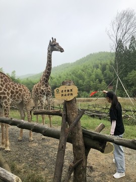 杭州風(fēng)景長(zhǎng)頸鹿