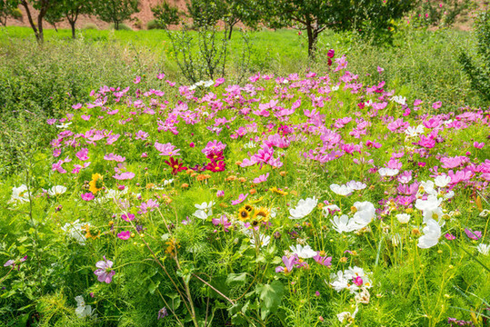 戶外公園里五顏六色的鮮花