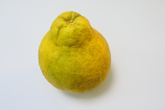 蜜柚俯拍