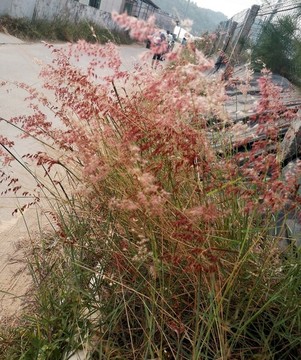 紅毛草