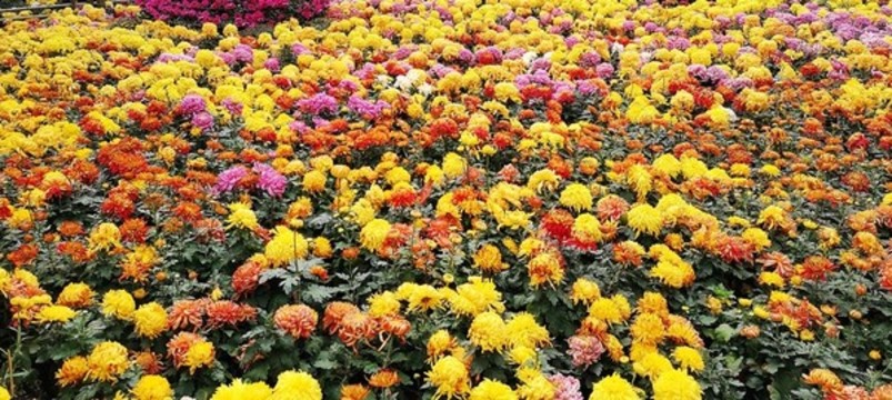 菊花展