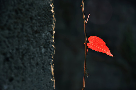 爬山虎紅葉