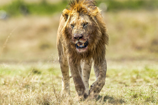雄獅