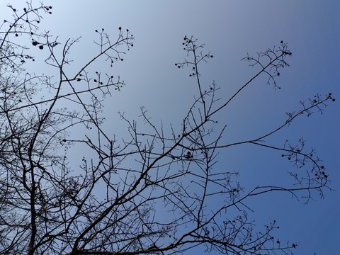 樹枝剪影