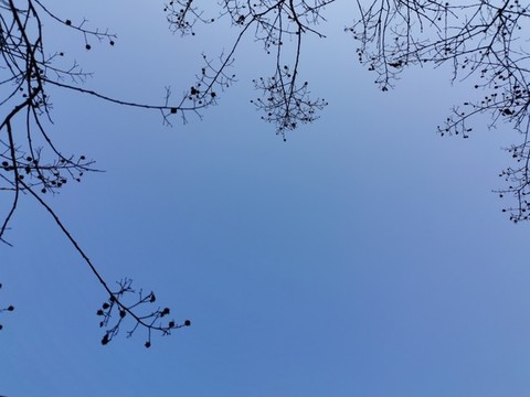 天空樹枝