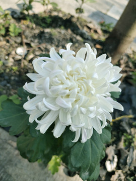 菊花