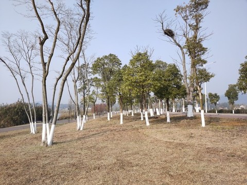 冬季樹木保暖