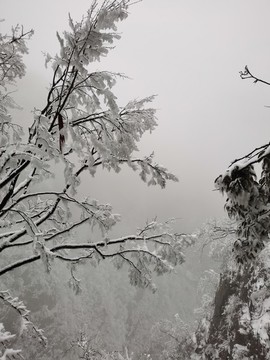 樹枝上的雪