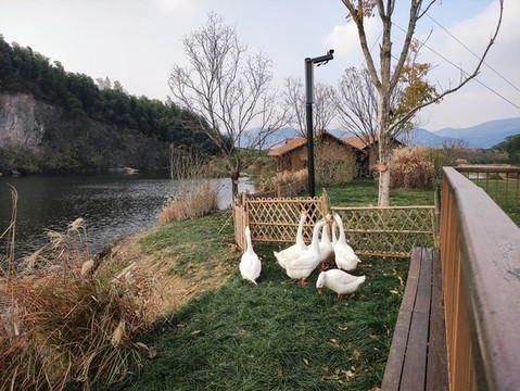 鵝