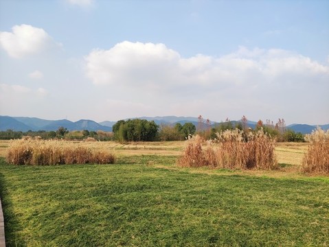 藍天草地蘆葦