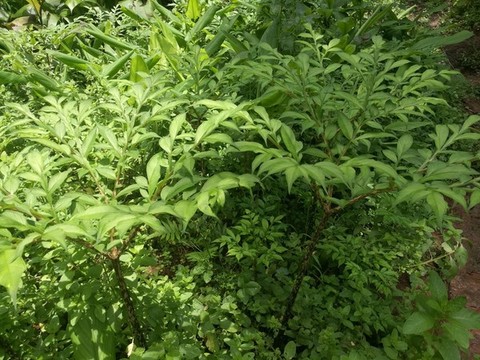 魔芋全株
