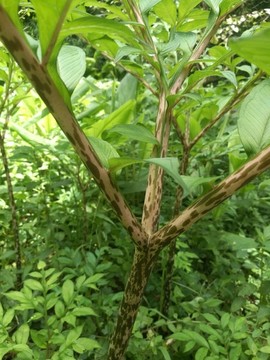 魔芋植株
