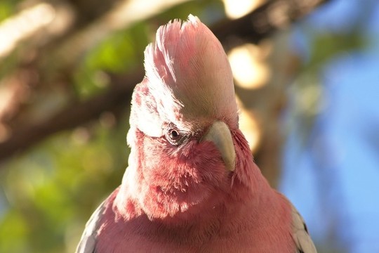 米切氏鳳頭鸚鵡
