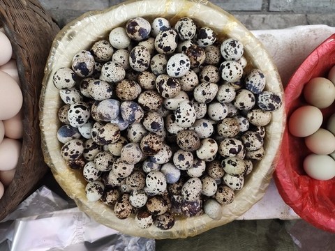 原生態(tài)鵪鶉蛋