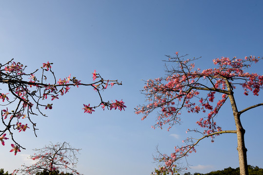 木棉花風(fēng)景樹