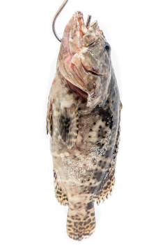 石斑魚