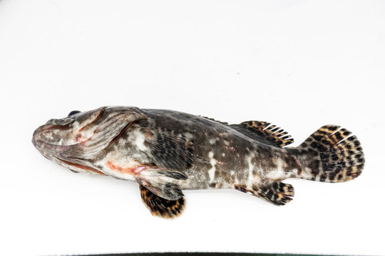 石斑魚