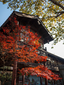 中式建筑前紅楓樹(shù)