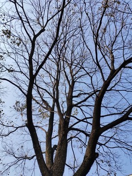 樹枝