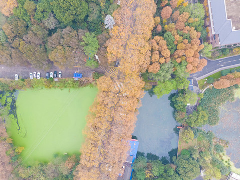 湖北武漢東湖風(fēng)景區(qū)深秋初冬風(fēng)光