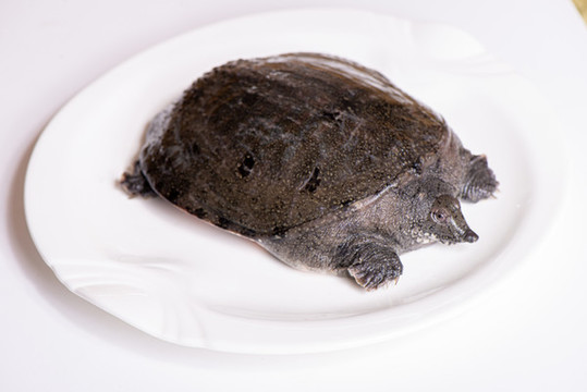 甲魚(yú)