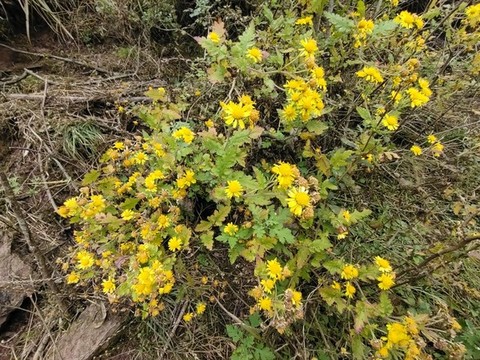 黃色野菊花