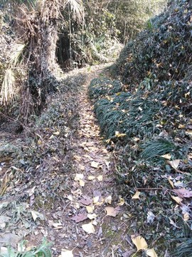 鄉(xiāng)村小道