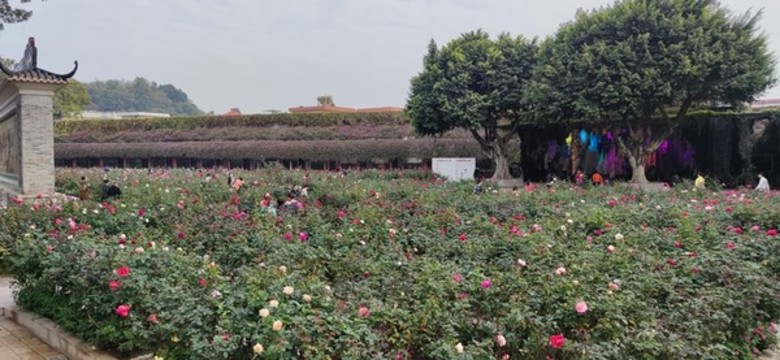 玫瑰園