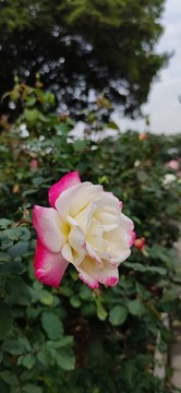 玫瑰園