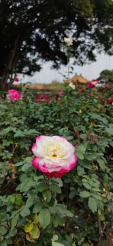 玫瑰園