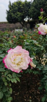 玫瑰園